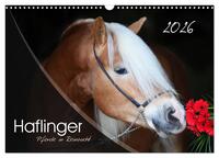 Haflinger-Pferde in Reinzucht (Wandkalender 2026 DIN A3 quer), CALVENDO Monatskalender