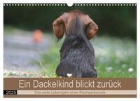 Ein Dackelkind blickt zurück (Wandkalender 2025 DIN A3 quer), CALVENDO Monatskalender