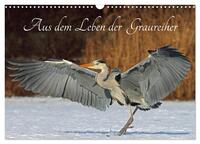 Aus dem Leben der Graureiher (Wandkalender 2026 DIN A3 quer), CALVENDO Monatskalender