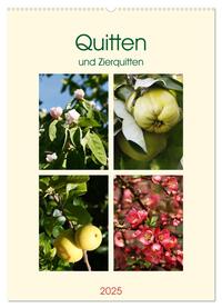 Quitten und Zierquitten (Wandkalender 2025 DIN A2 hoch), CALVENDO Monatskalender