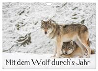 Mit dem Wolf durch's Jahr (Wandkalender 2025 DIN A4 quer), CALVENDO Monatskalender