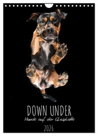 Down Under - Hunde auf der Glasplatte (Wandkalender 2026 DIN A4 hoch), CALVENDO Monatskalender
