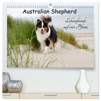 Australian Shepherd - Lebensfreude auf vier Pfoten (hochwertiger Premium Wandkalender 2026 DIN A2 quer), Kunstdruck in Hochglanz