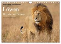 Magie des Augenblicks - Löwen - Herrscher der Savanne (Wandkalender 2026 DIN A4 quer), CALVENDO Monatskalender