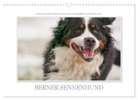 Vorderes Coverbild Emotionale Momente: Berner Sennenhund. (Wandkalender 2025 DIN A3 quer), CALVENDO Monatskalender