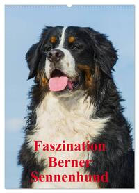 Faszination Berner Sennenhund (Wandkalender 2026 DIN A2 hoch), CALVENDO Monatskalender