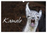 Kamele (Wandkalender 2025 DIN A3 quer), CALVENDO Monatskalender