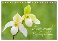 Faszinierende Paphiopedilum (Wandkalender 2025 DIN A4 quer), CALVENDO Monatskalender