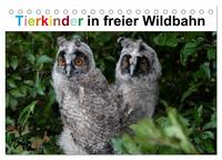 Vorderes Coverbild Tierkinder in freier Wildbahn (Tischkalender 2025 DIN A5 quer), CALVENDO Monatskalender