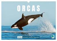 Orcas: Schwarz-weiße Giganten (Wandkalender 2026 DIN A3 quer), CALVENDO Monatskalender