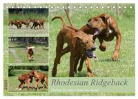 Rhodesian Ridgeback - Halbstarke außer Rand und Band (Tischkalender 2025 DIN A5 quer), CALVENDO Monatskalender