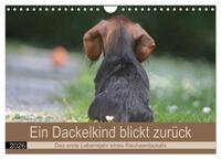 Ein Dackelkind blickt zurück (Wandkalender 2026 DIN A4 quer), CALVENDO Monatskalender