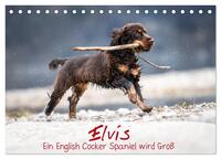 Elvis ein Engl. Cocker Spaniel wird Groß (Tischkalender 2025 DIN A5 quer), CALVENDO Monatskalender