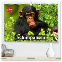 Schimpansen (hochwertiger Premium Wandkalender 2026 DIN A2 quer), Kunstdruck in Hochglanz