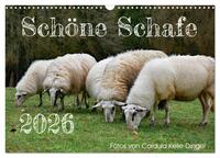Schöne Schafe (Wandkalender 2026 DIN A3 quer), CALVENDO Monatskalender
