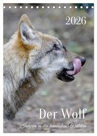 Der Wolf - Isegrim in den heimischen Wäldern - Kalender 2026 (Tischkalender 2026 DIN A5 hoch), CALVENDO Monatskalender