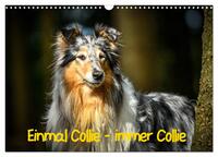 Einmal Collie - immer Collie (Wandkalender 2025 DIN A3 quer), CALVENDO Monatskalender