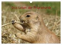 Das Leben der Präriehunde (Wandkalender 2025 DIN A3 quer), CALVENDO Monatskalender