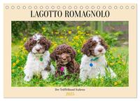 Lagotto Romagnolo - der Trüffelhund Italiens (Tischkalender 2025 DIN A5 quer), CALVENDO Monatskalender