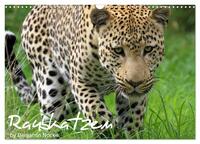 Raubkatzen (Wandkalender 2026 DIN A3 quer), CALVENDO Monatskalender