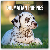 Dalmatian Puppies – Dalmatiner Welpen 2026 – 16-Monatskalender