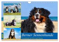 Vorderes Coverbild Berner Sennenhunde - Traumhunde mit Charme (Wandkalender 2025 DIN A4 quer), CALVENDO Monatskalender