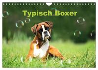 Typisch Boxer (Wandkalender 2025 DIN A4 quer), CALVENDO Monatskalender