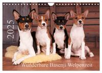 Wunderbare Basenji Welpenzeit (Wandkalender 2025 DIN A4 quer), CALVENDO Monatskalender