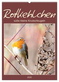 Rotkehlchen, süße kleine Knutschkugeln (Wandkalender 2025 DIN A2 hoch), CALVENDO Monatskalender