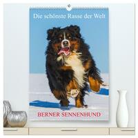 Die schönste Rasse der Welt - Berner Sennenhund (hochwertiger Premium Wandkalender 2026 DIN A2 hoch), Kunstdruck in Hochglanz