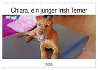 Chiara, ein junger Irish Terrier (Wandkalender 2026 DIN A2 quer), CALVENDO Monatskalender