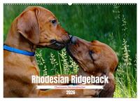 Rhodesian Ridgeback, Charmante Herzensbrecher (Wandkalender 2026 DIN A2 quer), CALVENDO Monatskalender