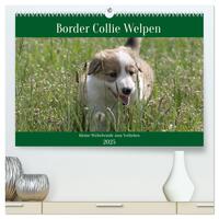 Border Collie Welpen - Kleine Wirbelwinde zum Verlieben (hochwertiger Premium Wandkalender 2025 DIN A2 quer), Kunstdruck in Hochglanz
