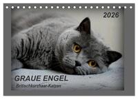 GRAUE ENGEL Britischkurzhaar-Katzen (Tischkalender 2026 DIN A5 quer), CALVENDO Monatskalender