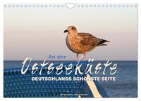 An der Ostseeküste - Deutschlands schönste Seite (Wandkalender 2025 DIN A4 quer), CALVENDO Monatskalender