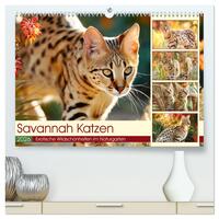 Savannah Katzen. Exotische Wildschönheiten im Naturgarten (hochwertiger Premium Wandkalender 2026 DIN A2 quer), Kunstdruck in Hochglanz
