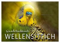 Wunderschöner Wellensittich (Wandkalender 2026 DIN A2 quer), CALVENDO Monatskalender