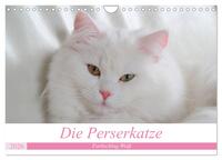 Vorderes Coverbild Die Perserkatze - Farbschlag Weiß (Wandkalender 2026 DIN A4 quer), CALVENDO Monatskalender