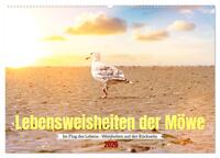 Lebensweisheiten der Möwe - Im Flug des Lebens (Wandkalender 2026 DIN A2 quer), CALVENDO Monatskalender
