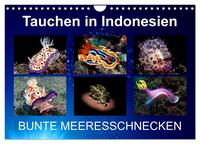 Tauchen in Indonesien - BUNTE MEERESSCHNECKEN (Wandkalender 2026 DIN A4 quer), CALVENDO Monatskalender