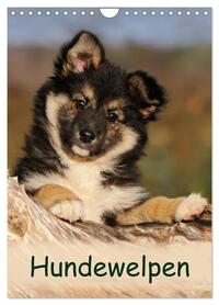 Hundewelpen (Wandkalender 2026 DIN A4 hoch), CALVENDO Monatskalender