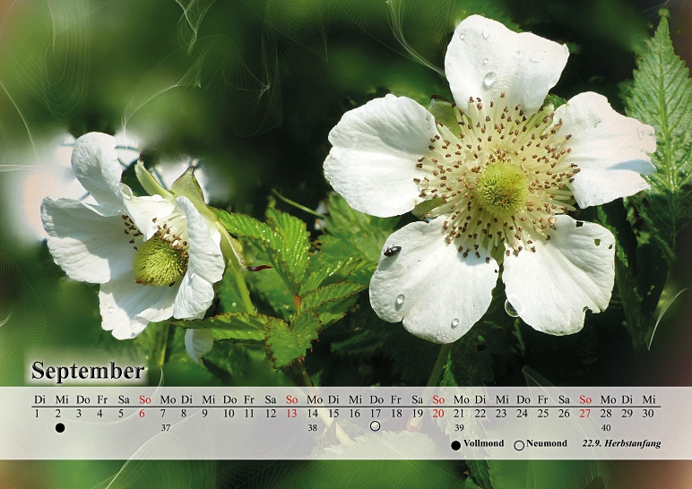 Kalender 2020