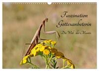 Faszination Gottesanbeterin - Die Welt der Mantis (Wandkalender 2025 DIN A3 quer), CALVENDO Monatskalender