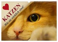 Katzen • Wie sie wirklich sind! (Wandkalender 2025 DIN A3 quer), CALVENDO Monatskalender