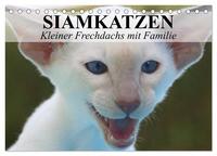 Siamkatzen - Kleiner Frechdachs mit Familie (Tischkalender 2025 DIN A5 quer), CALVENDO Monatskalender