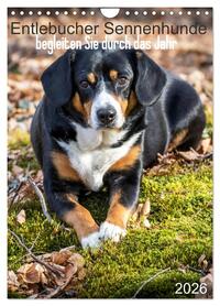 Entlebucher Sennenhunde begleiten Sie durch das Jahr (Wandkalender 2026 DIN A4 hoch), CALVENDO Monatskalender