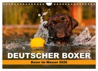 Deutscher Boxer - Boxer im Wasser 2026 (Wandkalender 2026 DIN A4 quer), CALVENDO Monatskalender