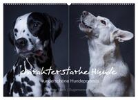 charakterstarke Hunde, wunderschöne Hundeportraits (Wandkalender 2026 DIN A2 quer), CALVENDO Monatskalender