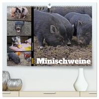 Faszination Minischweine (hochwertiger Premium Wandkalender 2026 DIN A2 quer), Kunstdruck in Hochglanz
