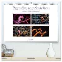 Pygmäenseepferdchen, kleines Pferd ganz groß (hochwertiger Premium Wandkalender 2025 DIN A2 quer), Kunstdruck in Hochglanz